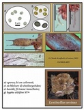 Lentinellus ursinus image