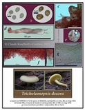 Tricholomopsis decora image