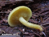 Tricholomopsis decora image