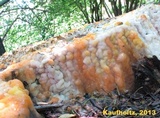 Fusicolla merismoides image