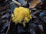 Ramaria flava image