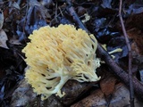 Ramaria flava image