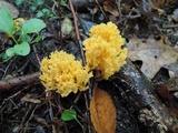 Ramaria flava image