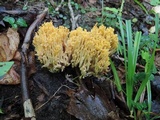 Ramaria flava image