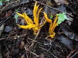 Clavulinopsis laeticolor image