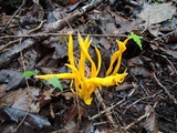 Clavulinopsis laeticolor image