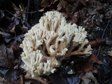 Ramaria pallida image