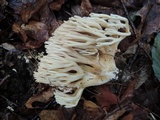 Ramaria pallida image