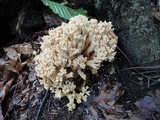 Ramaria pallida image