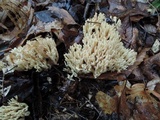 Ramaria pallida image