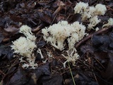 Clavulina coralloides image