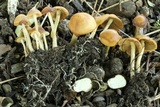Agrocybe arvalis image