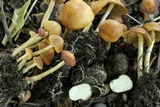 Agrocybe arvalis image