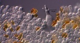 Agrocybe arvalis image