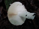Russula rugulosa image