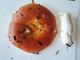 Russula rugulosa image