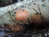 Hemistropharia albocrenulata image