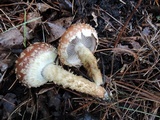 Hemistropharia albocrenulata image