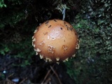 Hemistropharia albocrenulata image