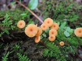 Xeromphalina cauticinalis image