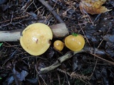 Suillus punctipes image