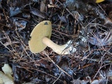 Suillus punctipes image