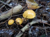 Suillus punctipes image