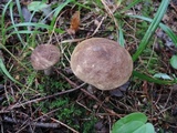 Leccinum snellii image