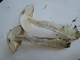 Leccinum snellii image