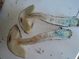 Leccinum snellii image