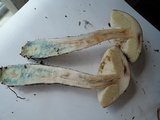 Leccinum snellii image