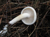 Hygrophorus bakerensis image