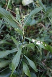 Botryosphaeria dothidea image