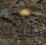 Oudemansiella rugosoceps image