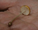 Oudemansiella rugosoceps image