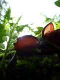 Auricularia fuscosuccinea image
