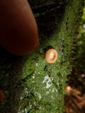 Cookeina tricholoma image