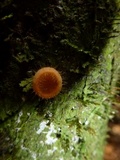 Cookeina tricholoma image