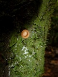 Cookeina tricholoma image
