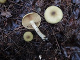 Cortinarius clandestinus image