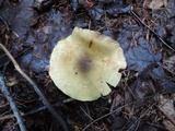 Cortinarius clandestinus image