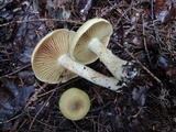 Cortinarius clandestinus image