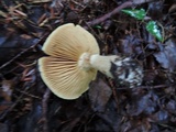 Cortinarius clandestinus image