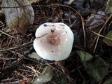 Lactarius mucidus image