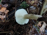 Lactarius mucidus var. mucidus image