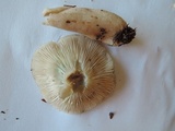 Lactarius mucidus image