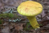 Pulveroboletus ravenelii image