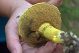 Pulveroboletus ravenelii image