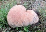 Calvatia cyathiformis image