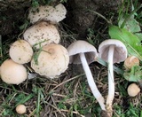 Candolleomyces candolleanus image